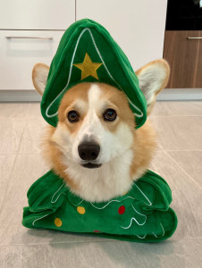 Photo de galerie - Le corgi de Noël ?, un amour 
