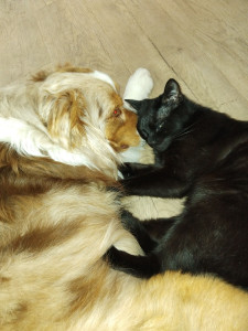 Photo de galerie - Bella et filou