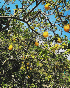 Photo de galerie - Citron menton