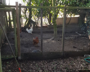 Photo de galerie - Enclos à poules 
