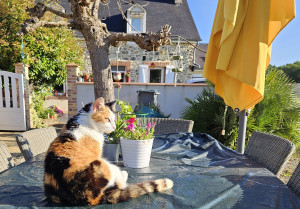 Photo de galerie - Gardienne de vos chats 