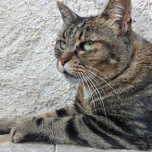 Photo de galerie - Mouff,  une minette qui vit avec deux autres minettes  dont je m'occupe à chaque week-end et vacances de ses maîtres.