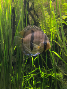 Photo de galerie - Un jolie poisson de Beauval que j’ai pris de mon téléphone 