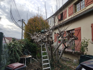 Photo de galerie - Elagage 