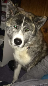 Photo de galerie - Garde de chien