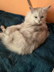 Photo de galerie - Shiva 