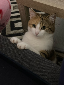 Photo de galerie - Garde animaux