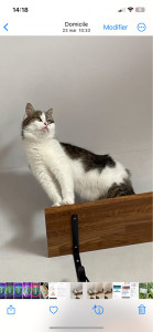 Photo de galerie - Garde chat à votre domicile 