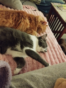 Photo de galerie - Garde chat