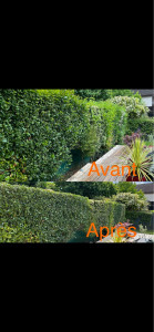 Photo de galerie - Taille haie 