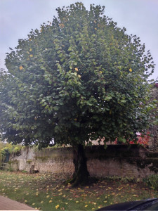 Photo de galerie - Elagage et coupe d'arbres