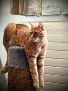 Photo de galerie - J'aime les chats et j'en prends soin ! regarder le mien est magnifique ! 