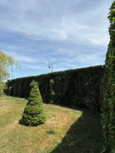 Photo de galerie - Taille d une haie de Laurier 
