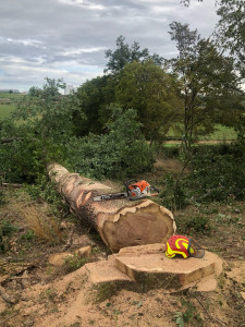 Photo de galerie - Abattage d’arbre