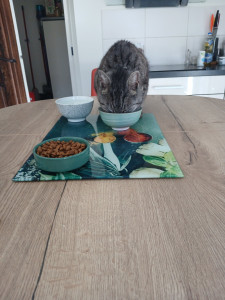 Photo de galerie - Nourrissage de vos chats 