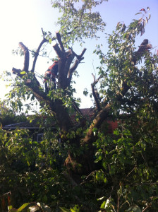 Photo de galerie - Abattage d'arbre