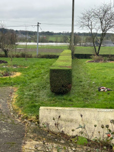 Photo de galerie - Taille de haie 