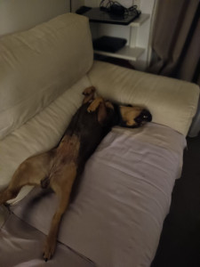 Photo de galerie - Chien gros dodo