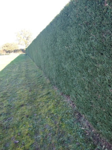 Photo de galerie - Taille de haie 