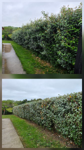 Photo de galerie - Tailles des haies 