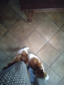 Photo de galerie - Garde chat