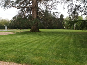 Photo de galerie - Tonte de pelouse - Débroussaillage