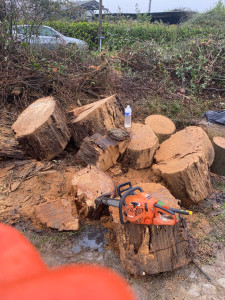 Photo de galerie - Elagage et coupe d'arbres