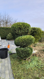 Photo de galerie - Taille arbuste