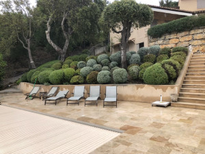 Photo de galerie - Taille de buissons