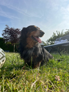 Photo de galerie - Léon, un petit teckel tout doux en garde à mon domicile. Merci aux propriétaires pour leur confiance. 