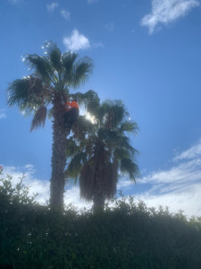 Photo de galerie - élagage de palmier 