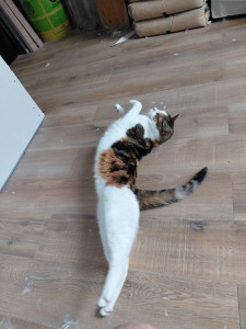Photo de galerie - Saya est rester trois jours a la maison, très stressé au début elle a finit par se détendre !