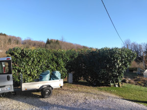 Photo de galerie - Taille de laurier et haie en tout genre.