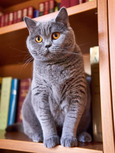 Photo de galerie - Bonjour je vous propose mes services pour garder vos animaux a votre domicile. 