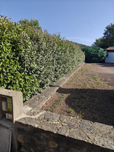 Photo de galerie - Taille d'une haie de photinia et eleagnus 
