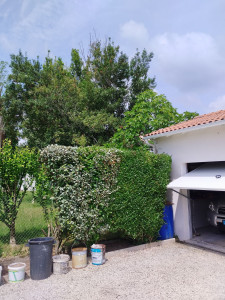 Photo de galerie - Taille de haies 