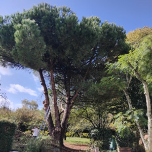 Photo de galerie - Elagage et coupe d'arbres