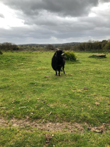 Photo de galerie - Pourquoi pas un bouc ! 