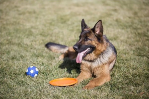 Photo de galerie - Balade pour chien, détente et jeux garantis !
