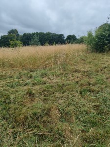 Photo de galerie - Tonte de pelouse - Débroussaillage