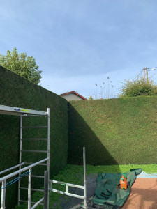 Photo de galerie - Taille d’une haie de thuya