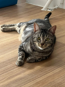 Photo de galerie - Micky, une machine à ronrons !