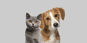 Photo de galerie - Garde chien