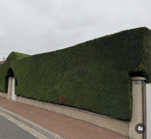 Photo de galerie - Taille de haies 