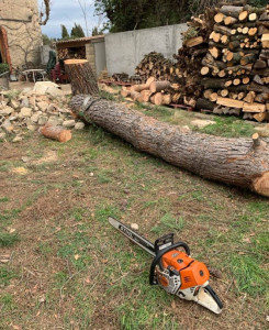 Photo de galerie - Elagage et coupe d'arbres