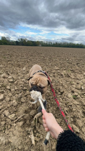 Photo de galerie - J’ai déjà gardé plusieurs fois un bulldog dans ma famille : promenade ; nourrissage ; jeux 