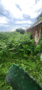 Photo de galerie - Tonte de pelouse - Débroussaillage