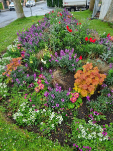 Photo de galerie - Chantiers de petites plantations ornementales en fleurissement (vivaces, annuelles/bisannuelles) mais aussi arbres et arbustes 