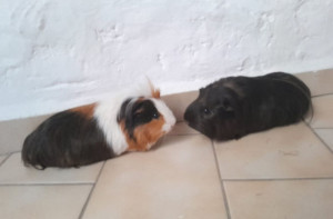 Photo de galerie - Garde animaux