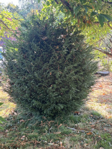 Photo de galerie - Taille de haies et d'arbustes